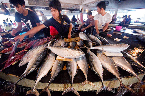 tuna fish stall at fish market, borneo, fish market, fishes, fresh fish, lahad datu, malaysia, men, merchant, raw fish, tuna, vendor