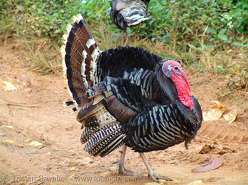 turkey bird walking - gobbler, bronze turkey, courtship, domestic turkey, galliformes, gobbler, meleagris gallopavo, poultry, turkey birds