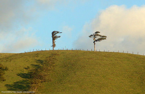 two lonely trees on top of windy hill, costa rica, hill, trees, wind, windy