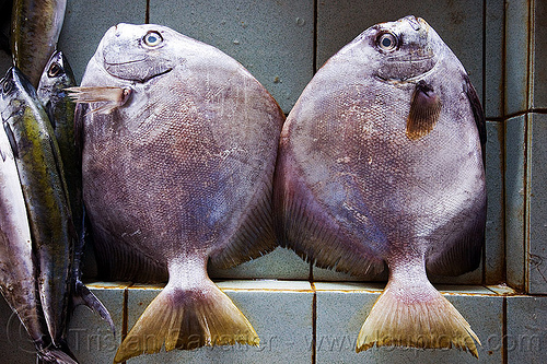 two round fishes, borneo, fish market, fishes, food, fresh fish, malaysia, raw fish, seafood