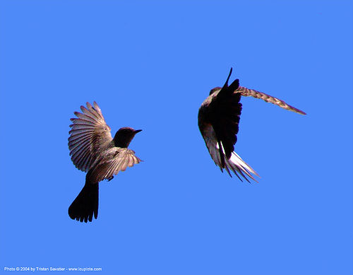 two small birds flying, birds, death valley, flying, wild bird, wildlife