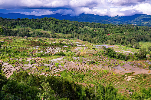 valley with flooded terraced rice fields, agriculture, flooded paddies, flooded rice field, flooded rice paddy, landscape, rice fields, rice paddies, rice paddy fields, tana toraja, terrace farming, terrace fields, terraced fields