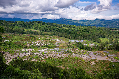 valley with flooded terraced rice paddy fields in tana toraja, agriculture, flooded paddies, flooded rice field, flooded rice paddy, landscape, rice fields, rice paddies, rice paddy fields, tana toraja, terrace farming, terrace fields, terraced fields