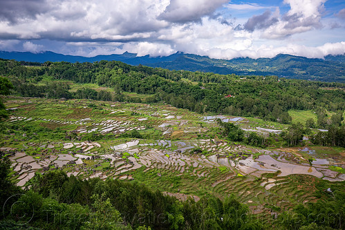 valley with flooded terraced rice paddy fields in tana toraja, agriculture, flooded paddies, flooded rice field, flooded rice paddy, landscape, rice fields, rice paddies, tana toraja, terrace farming, terraced fields