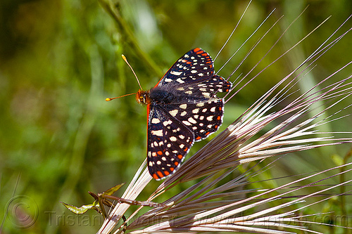 variable checkerspot butterfly (vantana wilderness), big sur, chalcedon checkerspot, checkerspot butterfly, euphydryas chalcedona, hiking, insect, pine ridge trail, trekking, vantana wilderness, wildlife