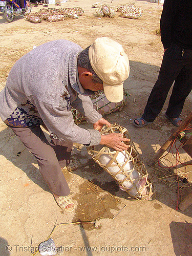 veterinarian spays a female piglet - 11 of 13 - vietnam, neutering, pig, piglet, spay, spaying, surgery, veterinarian, veterinary