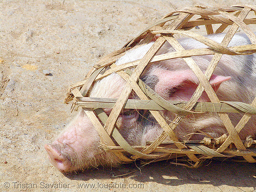 veterinarian spays a female piglet - 13 of 13 - vietnam, bamboo cage, pig, piglet, pink