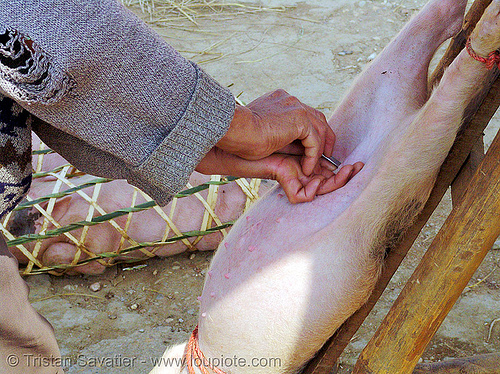 veterinarian spays a female piglet - 4 of 13 - vietnam, neutering, nipples, pig, piglet, pink, spay, spaying, surgery, veterinarian, veterinary