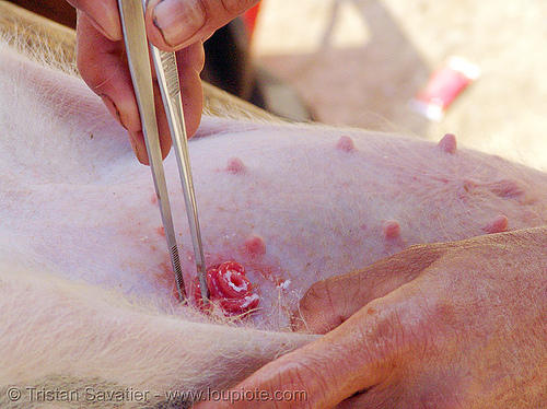veterinarian spays a female piglet - 5 of 13 - vietnam, neutering, nipples, pig, piglet, pink, spay, spaying, surgery, veterinarian, veterinary