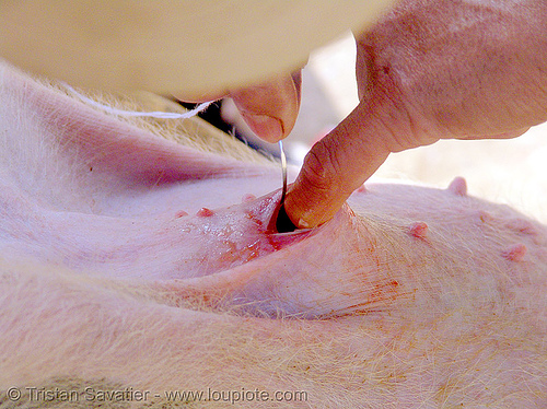 veterinarian spays a female piglet - 6 of 13 - vietnam, neutering, nipples, pig, piglet, pink, spay, spaying, surgery, veterinarian, veterinary