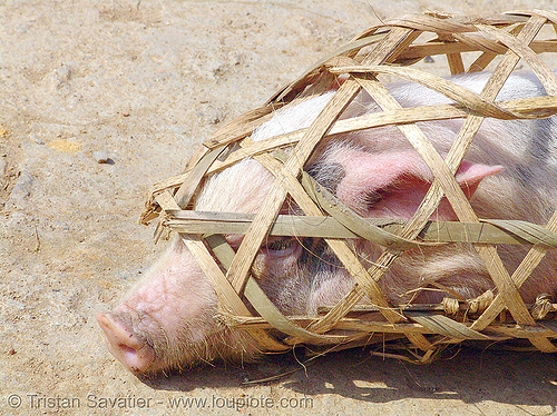 veterinarian spays a female piglet - 13 of 13 - vietnam, bamboo cage, pig, piglet, pink, vietnam