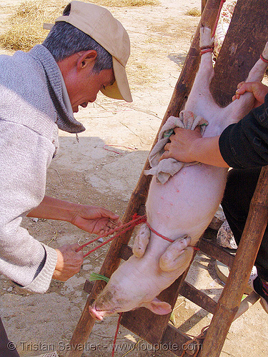 veterinarian spays a female piglet - 2 of 13 - vietnam, neutering, nipples,...