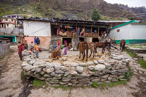 village house and livestock (india), cow, horses, house, janki chatti, mountains, village