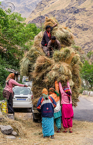 villagers loading hay on overloaded mahendra jeep (india), car, cargo, dhauliganga valley, freight, hay, indian women, jeep, load, loading, mahindra, men, mountains, overloaded, raini chak lata, road