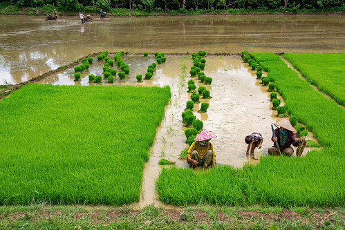 villagers transplanting rice in a flooded rice paddy field, agriculture, farmers, flooded paddies, flooded rice field, flooded rice paddy, rice fields, rice nursery, rice paddies, rice paddy fields, terrace farming, terrace fields, terraced fields, transplanting rice, women, working