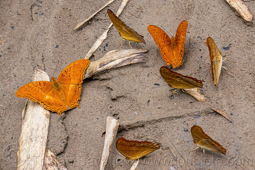 vindula dejone - malay cruiser butterflies, air terjun bantimurung, bantimurung waterfall, butterfly, malay cruiser, vindula dejone