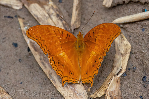 vindula dejone - malay cruiser butterfly, air terjun bantimurung, bantimurung waterfall, butterfly, malay cruiser, vindula dejone