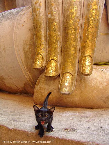 wat si chum buddha statue - gilded hand with kitten - วัดศรีชุม, black kitten, buddha image, buddha statue, buddhism, buddhist temple, cat, fingers, giant buddha, gilded, hand, sculpture, skinny, sukhothai, wat si chum, พระพุทธรูป, วัดศรีชุม, อุทยาน ประวัติศาสตร์ สุโขทัย, เมือง เก่า สุโขทัย