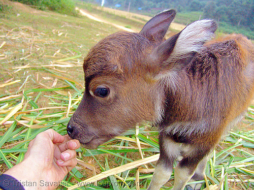 water buffalo calf - vietnam, baby animal, baby buffalo, baby cow, calf, finger, hand, suckling, water buffalo