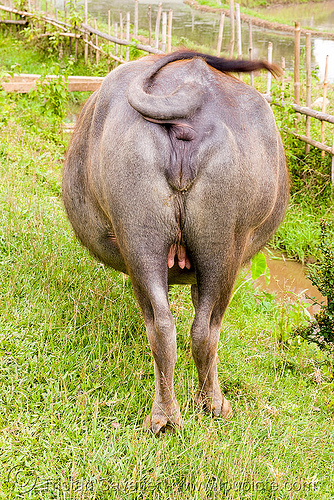 water buffalo cow ass (laos), ass, cow, grass field, laos, pastures, rear, tail, viang xai, water buffalo