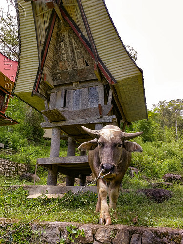 water buffalo in front of toraja rice-barn with traditional tongkonan roof, alang, rice granary, rice-barn, tana toraja, tongkonan roof, village, water buffalo