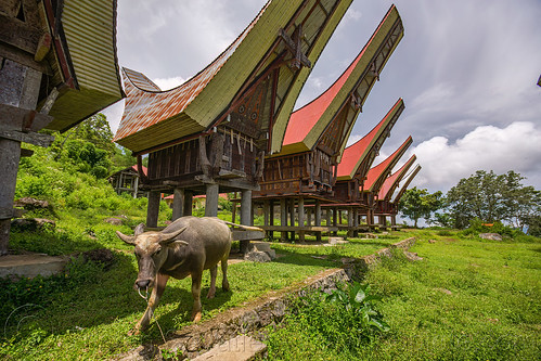 water buffalo in front of toraja rice-barns, alang, rice granaries, rice-barns, tana toraja, tongkonan roof, village, water buffalo horns