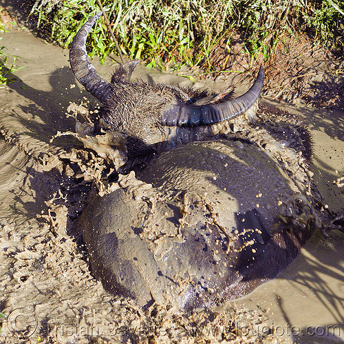 water buffalo in muddy water, borneo, cow, malaysia, mud bath, muddy water, puddle, splash, splashing, water buffalo, water hole