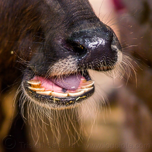 water buffalo snout and teeth (india), cow, head, incisors, nose, snout, teeth, water buffalo