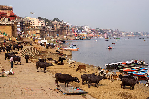 water buffaloes and cows on the ghats of varanasi (india), buildings, cows, ganga, ganges river, ghats, houses, mooring, river bank, river boats, rowing boats, small boats, steps, varanasi, water buffaloes