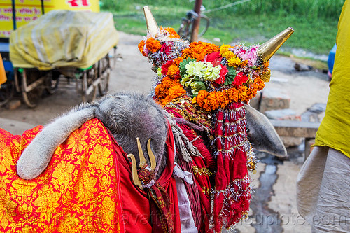 wattle on hump of decorated holy cow, decorated, hindu pilgrimage, hinduism, holy bull, holy cow, hump, kumbh mela, marigold flowers, sacred bull, sacred cow, trident, wattle