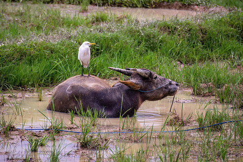 white bird standing on water buffalo, cow, tana toraja, water buffalo