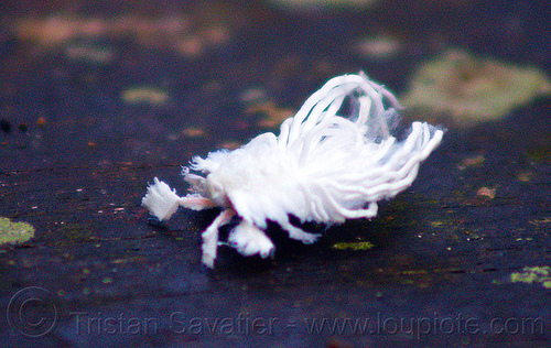 white cotton bug - flatidae nymph, borneo, closeup, cotton bug, flatid, flatidae nymph, fulgoroid plant-hopper, fulgoroidea, gunung mulu national park, insect, jungle, malaysia, rain forest, wildlife