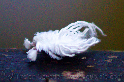 white cotton bug - flatidae nymph (borneo), borneo, closeup, cotton bug, flatid, flatidae nymph, fulgoroid plant-hopper, fulgoroidea, gunung mulu national park, insect, jungle, malaysia, rain forest, wildlife