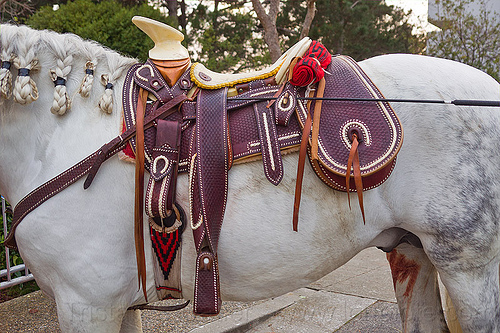 white horse with mexican saddle, horseback riding, leather, mexican saddle, white horse