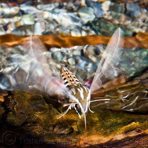 white-lined sphinx moth, darwin falls, death valley, drinking, flying, hornworms, hovering, insect, pond, sphingidae, white-lined sphinx moth, wildlife, yles lineata