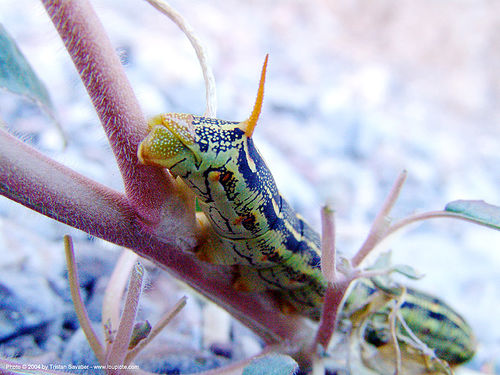 white-lined sphinx moth larva, anal horn, closeup, death valley, fall canyon, hyles lineata, insect, larva, macroglossinae, midsize, moth, sphingidae, white-lined sphinx, wildlife