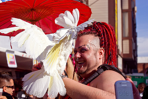 white parrot - umbrella cockatoo, cacatua alba, feathers, man, pet bird, red dreadlocks, red hair, white parrot