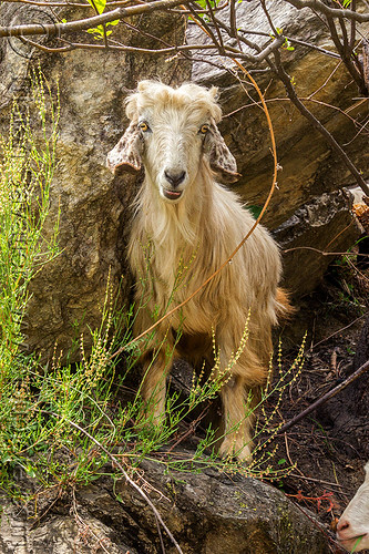 wild baby goat, baby animal, capra aegagrus hircus, changthangi, kid, pashmina, wild goat, wildlife