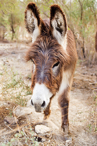 wild burro - donkey, asinus, donkey, equus, feral, fur, furry, hairy, head, wild burro, wildlife