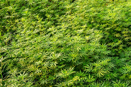 wild cannabis (india), cannabis sativa, field, ganja, indian hemp, leaves, plants, weed, west bengal, wild cannabis