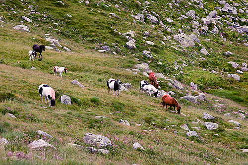 wild horses herd, baby horse, feral horses, foals, grass field, grassland, grazing, horse band, horse harem, horse herd, horse mob, pinto coat, pinto horse, white and black coat, white and brown coat, wild horses