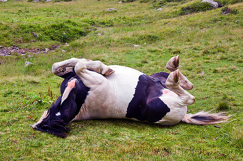 wold horse rolling on its back, feral horse, grass field, grassland, pinto coat, pinto horse, rolling, stallion, stud, white and black coat, wild horse