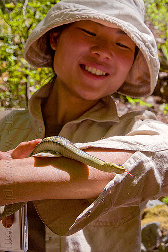 woman holding a garter snake, big sur, chinese woman, colubrid, hiking, mountain garter snake, pine ridge trail, striped, strips, sun hat, thamnophis elegans elegans, trekking, vantana wilderness, western terrestrial garter snake, wildlife, yellow