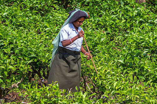 woman picking tea leaves in tea plantation (india), agriculture, farming, indian women, tea harvesting, tea leaves, tea plantation, tea plucking, west bengal, working
