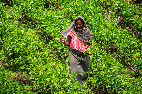 woman picking tea leaves - tea plantation - harvesting (india), agriculture, farming, indian women, tea harvesting, tea leaves, tea plantation, tea plucking, west bengal, working