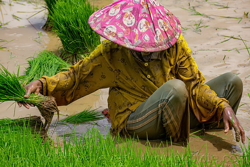 woman transplanting rice in a flooded rice field, agriculture, farmer, flooded paddies, flooded rice field, flooded rice paddy, rice fields, rice nursery, rice paddies, rice paddy fields, terrace farming, terrace fields, terraced fields, transplanting rice, woman, working