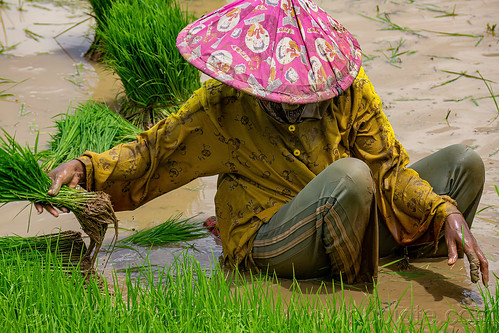 woman transplanting rice in a flooded rice field, agriculture, farmer, flooded paddies, flooded rice field, flooded rice paddy, paddy field, rice fields, rice nursery, rice paddies, terrace farming, terraced fields, transplanting rice, woman, working