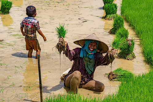 woman transplanting rice in a flooded rice paddy, agriculture, farmer, flooded paddies, flooded rice field, flooded rice paddy, kid, rice fields, rice nursery, rice paddies, rice paddy fields, terrace farming, terrace fields, terraced fields, transplanting rice, woman, working