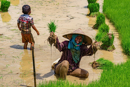 woman transplanting rice in a flooded rice paddy, agriculture, farmer, flooded paddies, flooded rice field, flooded rice paddy, kid, paddy field, rice fields, rice nursery, rice paddies, terrace farming, terraced fields, transplanting rice, woman, working