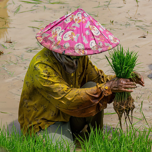 woman transplanting rice in a flooded rice paddy field, agriculture, farmer, flooded paddies, flooded rice field, flooded rice paddy, paddy field, rice fields, rice nursery, rice paddies, terrace farming, terraced fields, transplanting rice, woman, working